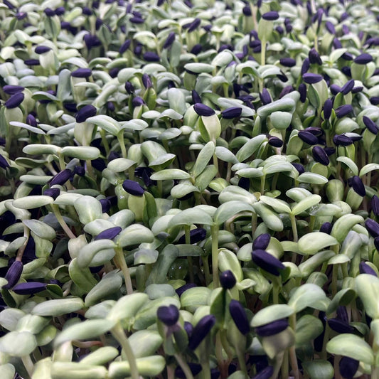 Sunflowers (葵花苗) - 110g