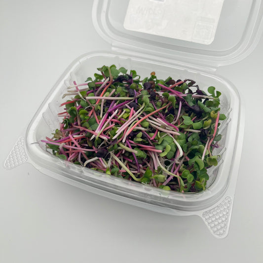 Rainbow Radish (彩虹萝卜苗) - 50g