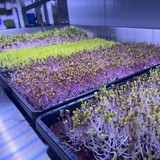 May 2025 — Kittens & Community Kindness