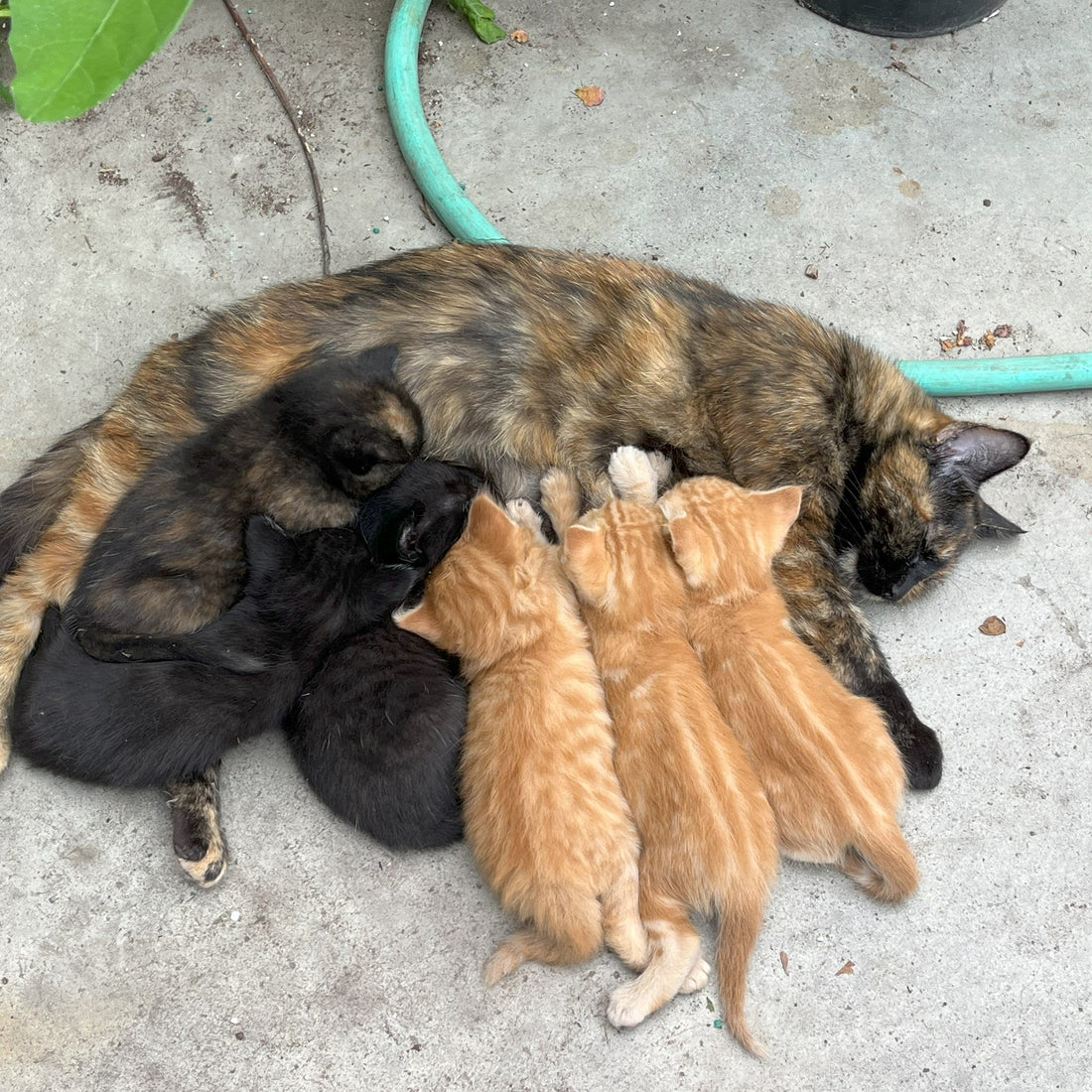 June 2025 — New Packaging, Same Mission