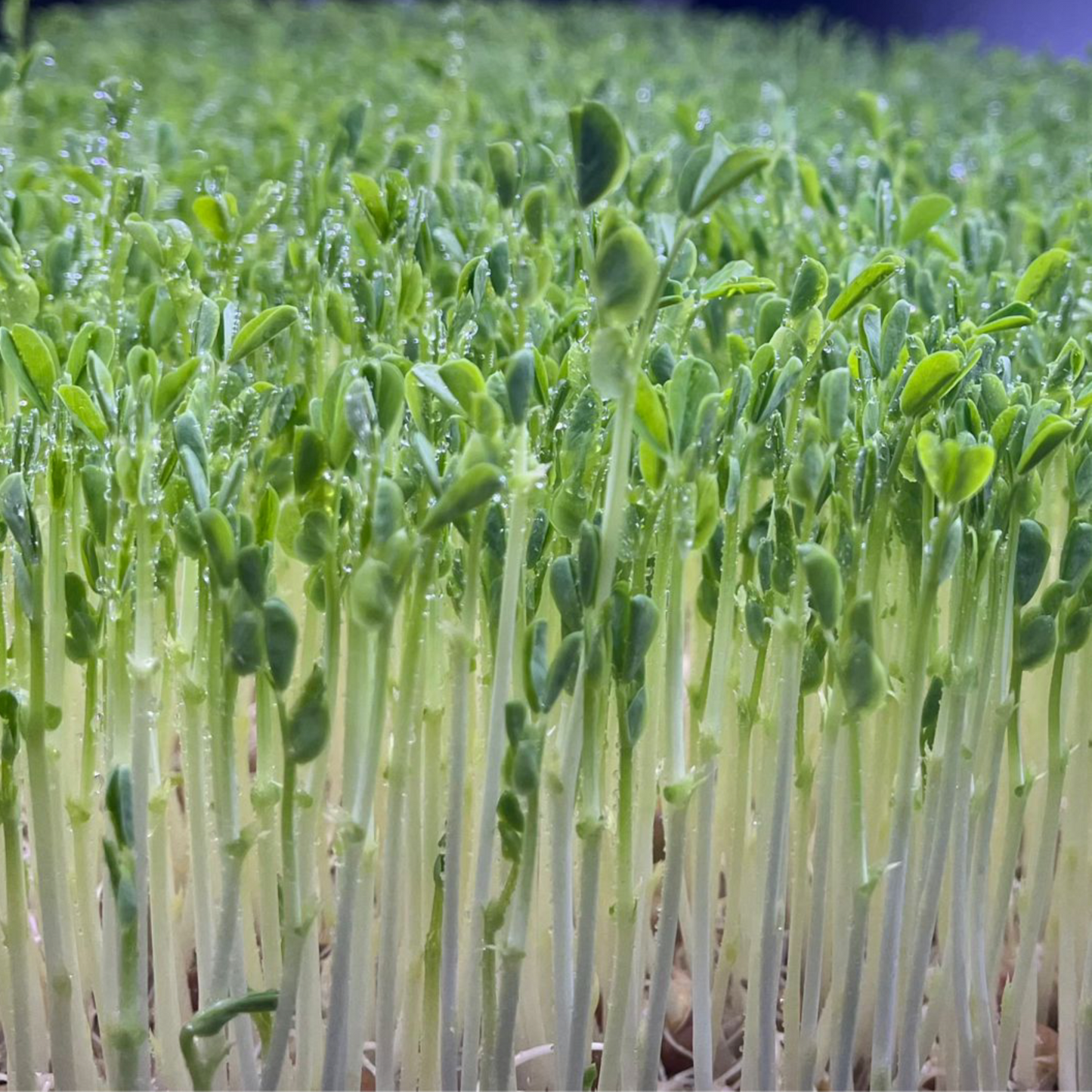 Pea Shoots (豌豆苗) - 60g