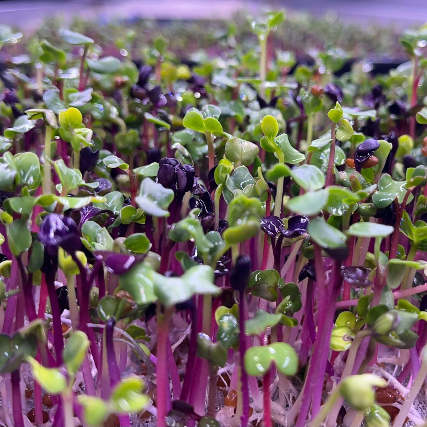 Rainbow Radish (彩虹萝卜苗) - 50g