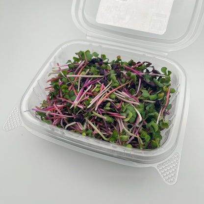 Rainbow Radish (彩虹萝卜苗) - 50g