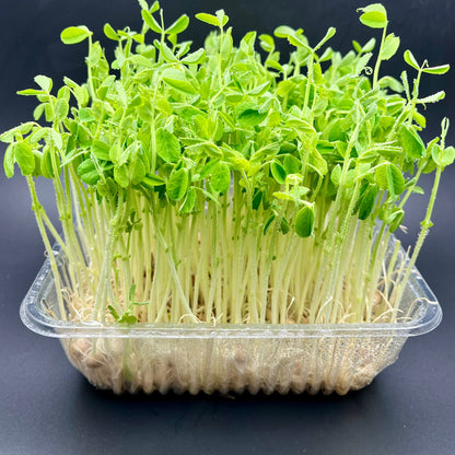 Living Pea Shoots (活体豌豆苗)