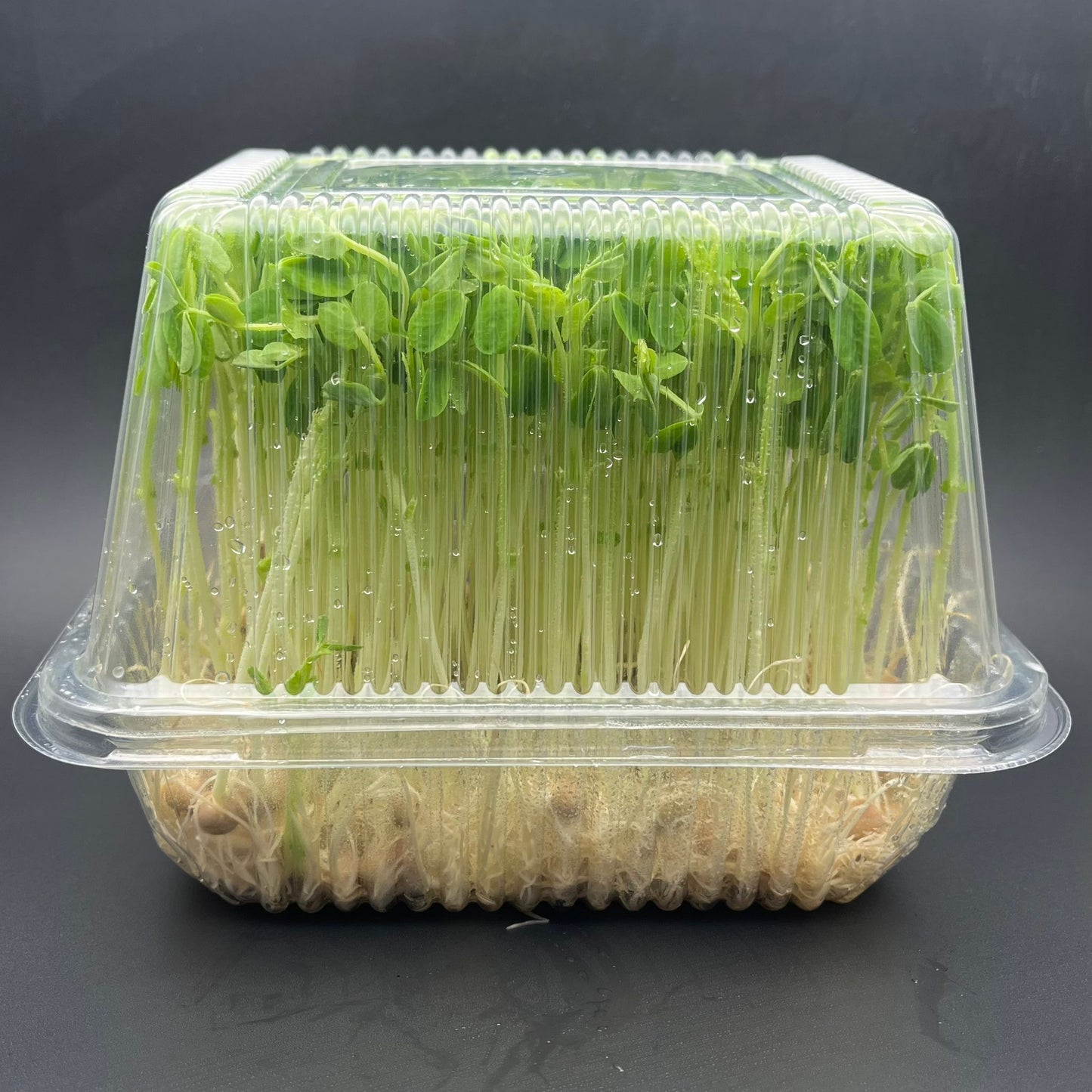 Living Pea Shoots (活体豌豆苗)