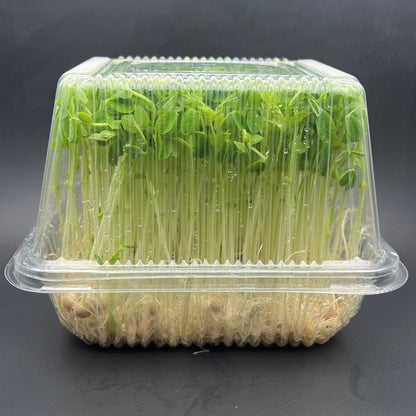 Living Pea Shoots (活体豌豆苗)