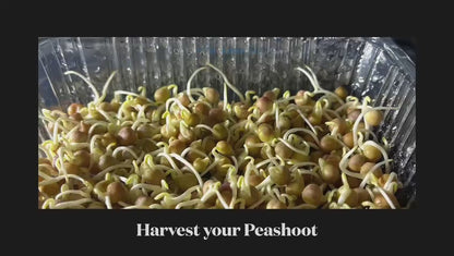 Living Pea Shoots (活体豌豆苗)